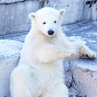 犬猫殺処分・動物保護