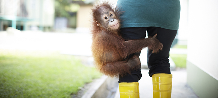 【自販機でボルネオに恩返し】あったか～い飲み物でほっと一息が、ボルネオのオランウータンたちを救うってホント！？