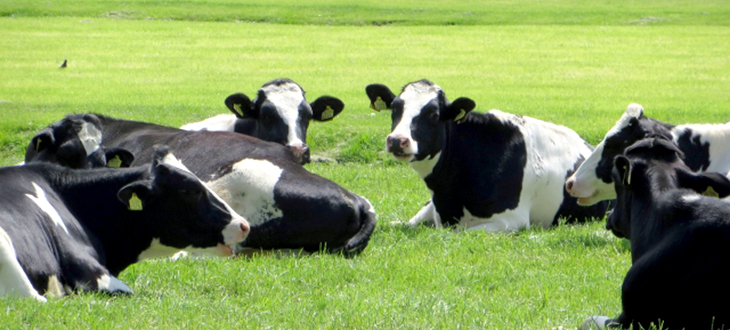 北海道の酪農を救え！北海道産素材を使った、新定番のおみやげはいかが？新千歳空港限定 シーキューブ「カウカウクッキー」