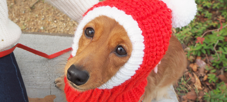 これはカワイイ！思わずクスっとしてしまう、ワンちゃんのクリスマスアイテムを発見！早速、使ってみました。