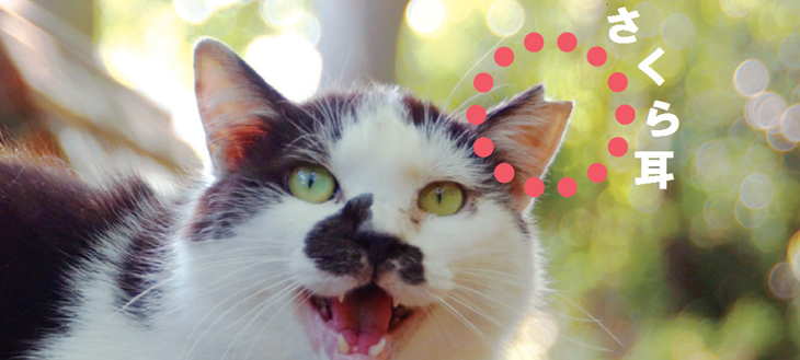 さくらねこって知ってる？猫の殺処分を根っこから解決するプロジェクト