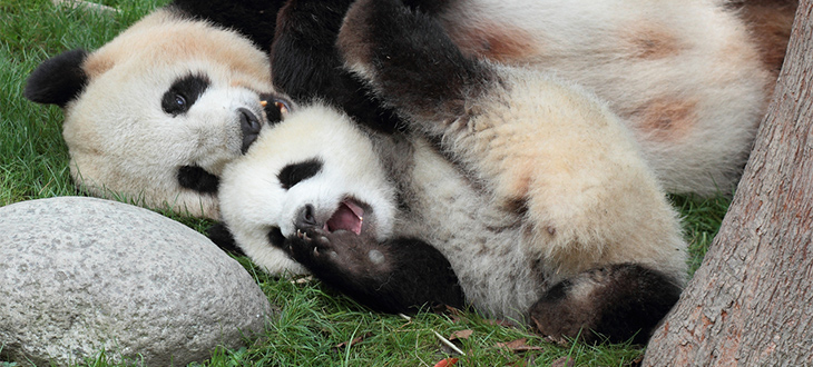 【シャンシャン観覧】抽選に外れても大丈夫！動物フェイスパックでおうちが上野動物園になる！？