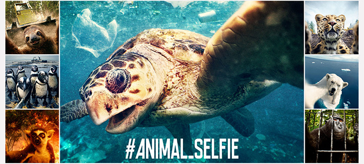【これは衝撃】自撮り写真で声をあげろ！動物たちのセルフィーに込められた切実なメッセージとは？