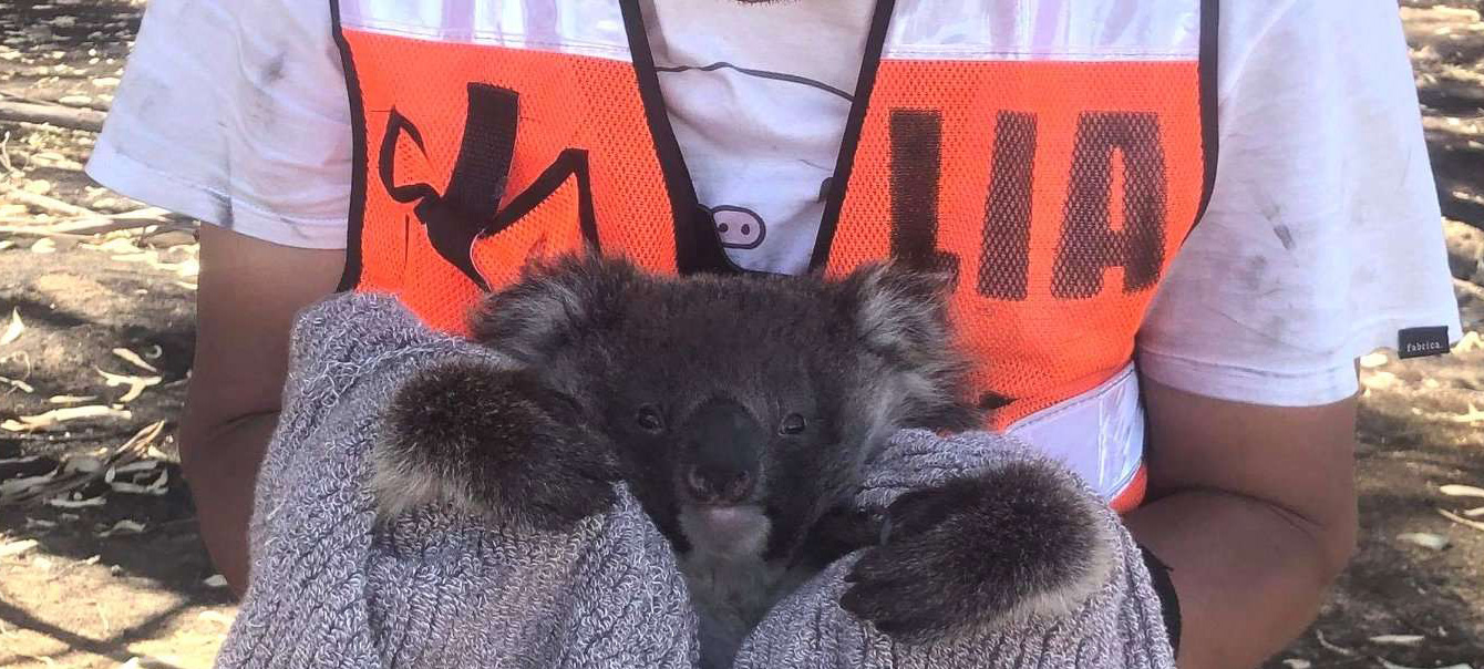 【LUSH×オーストラリア】“ネパール国土分の広さ”の森林が燃えたカンガルー島の現状(いま)～緊急レポート～