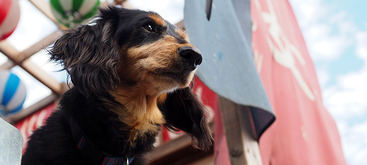 【愛犬のうんちが“ファッションアイテム”に？！】毎日使えるオシャレな犬用うんち袋で保護犬を救おう！❀