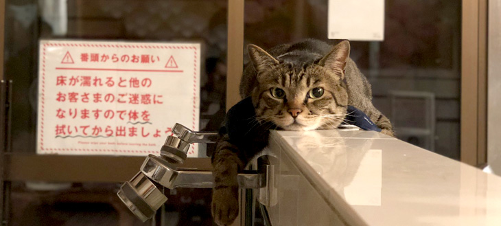 【あなたのTweetが“3万匹の猫”を救う？！】2月22のネコの日は皆で『＃とろねこチャレンジ』に挑戦しよう！